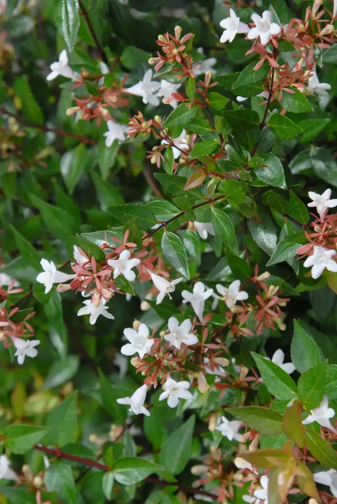 Photo of Linnaea x grandiflora - Flower and Leaves:Jim Robbins