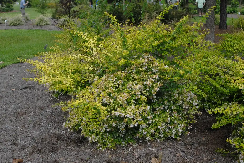Photo of Linnaea x grandiflora - 'Francis Mason' Flower Form:Jim Robbins