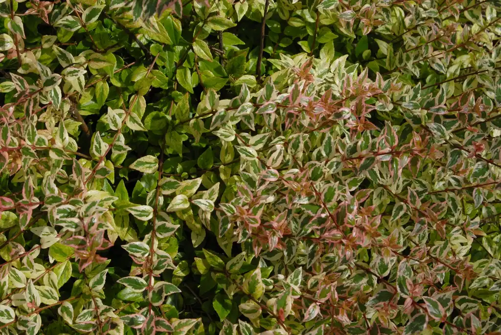 Photo of Linnaea x grandiflora - 'Mardi Gras' Leaves:Jim Robbins