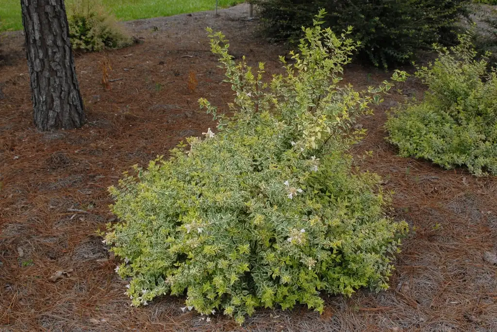 Photo of Linnaea x grandiflora - 'Radiance' Flower Form:Jim Robbins