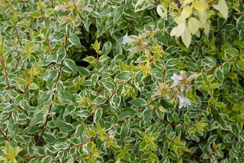 Photo of Linnaea x grandiflora - 'Radiance' Flower and Leaves:Jim Robbins