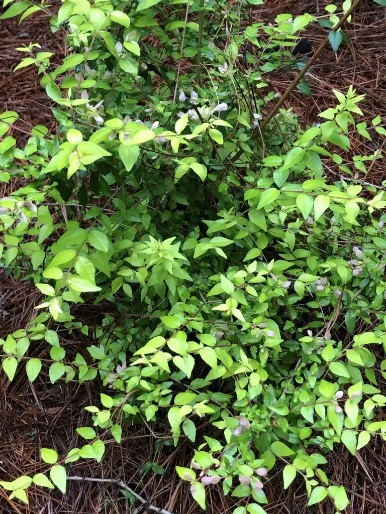 Photo of Linnaea x grandiflora - form, Warren County, NC:Cathy Dewitt