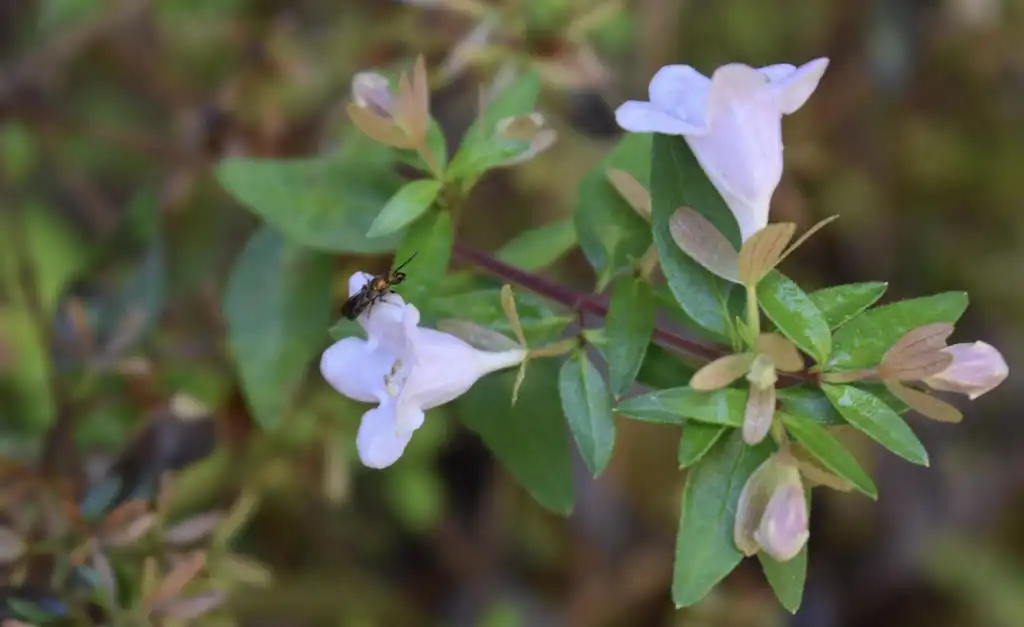 Photo of Linnaea x grandiflora - Flower Close-up (Warren County, NC):Cathy Dewitt
