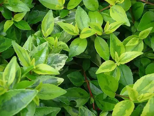 Photo of Linnaea x grandiflora - Linnaea × grandiflora 'Kaleidoscope' foliage:Forest and Kim Starr