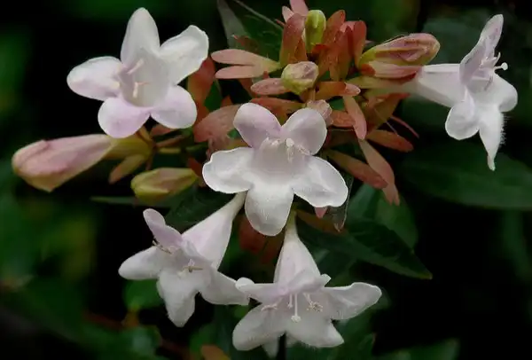 Photo of Linnaea x grandiflora - Persistent caylx:James Gaither