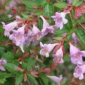 Photo of Linnaea x grandiflora - Abelia x grandiflora bloom stalk:Debbie Roos