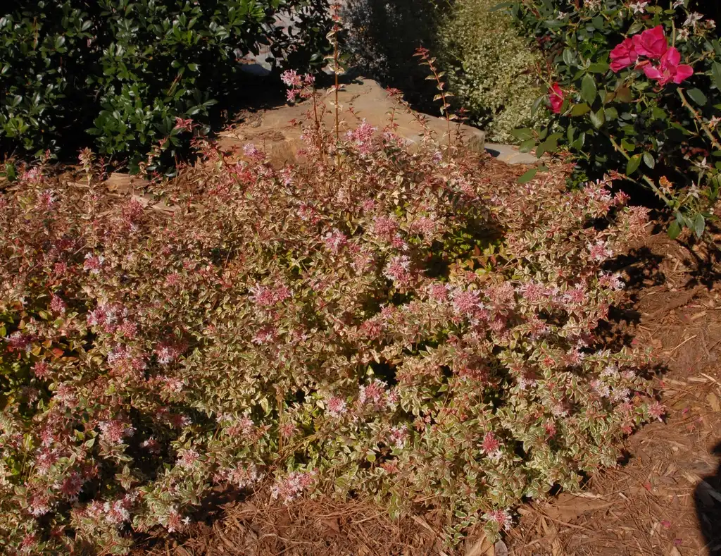 Photo of Linnaea x grandiflora - Linnaea x grandiflora 'Mardi Gras' - full plant in bloom:Jim Lawrence