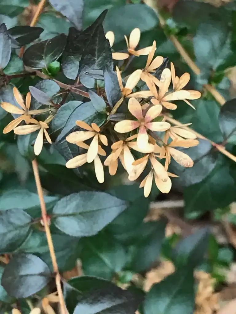 Photo of Linnaea x grandiflora - Caylx and leaves 'Ruby Anniversary" in December:K. Andre