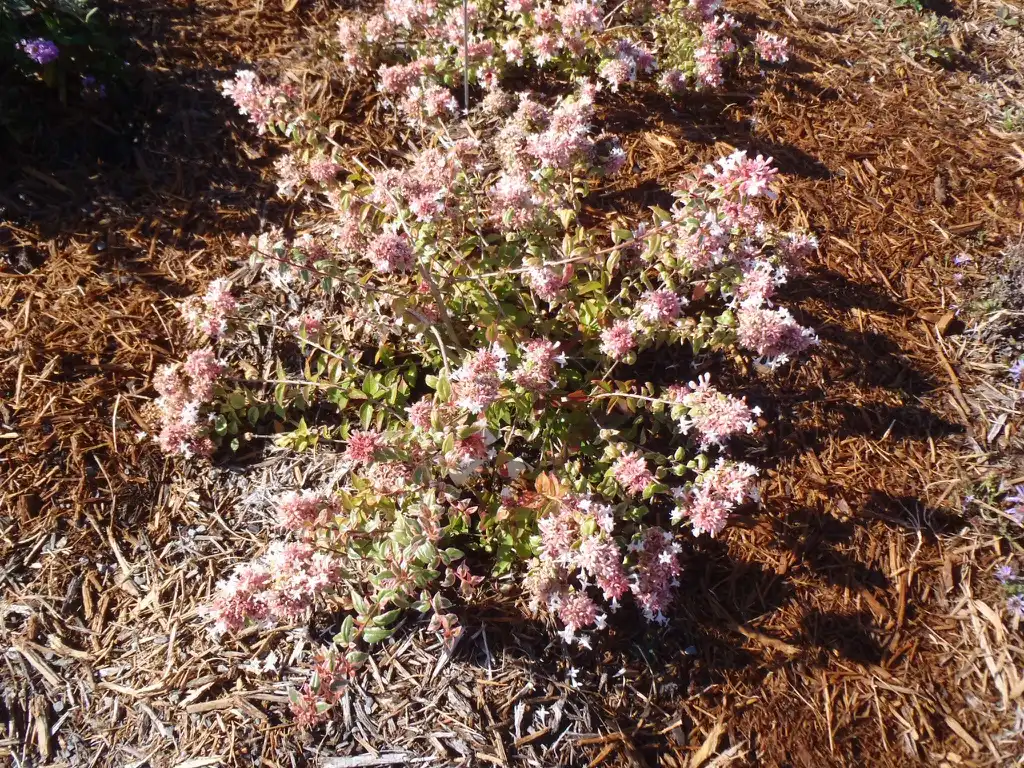 Photo of Linnaea x grandiflora - 'Mardi Gras' Form:Jim Robbins