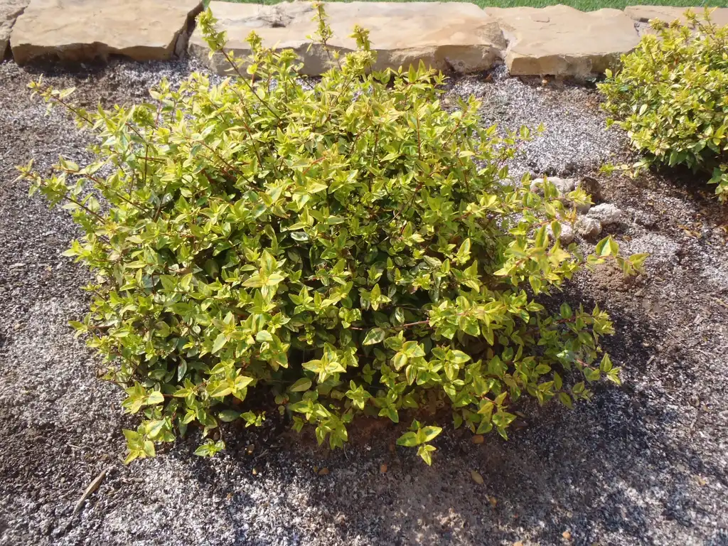Photo of Linnaea x grandiflora - 'Sunrise' Form:Jim Robbins