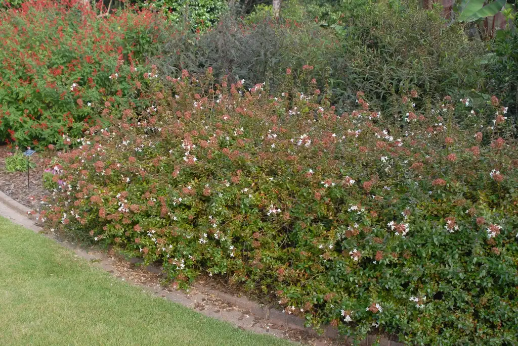 Фото Linnaea x 'Rose Creek' (Linnaea x 'Rose Creek's)