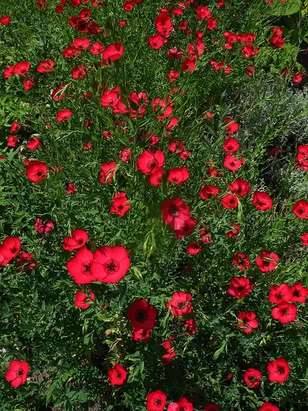 Photo of Linum grandiflorum (Linum grandiflorums)