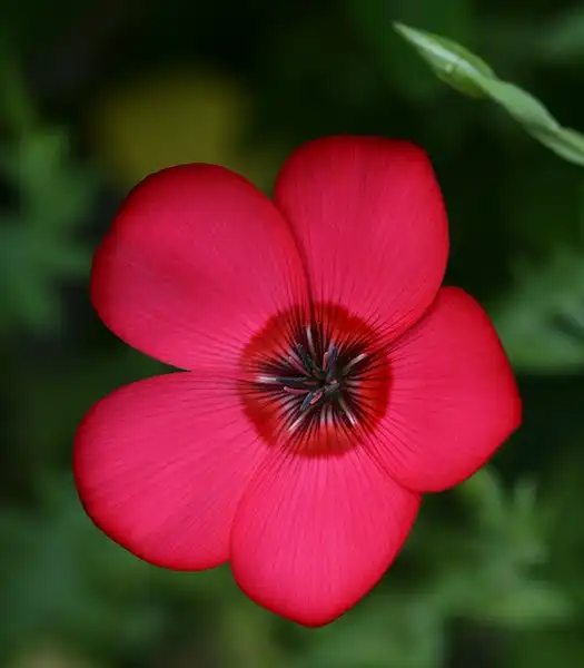 Photo of Linum grandiflorum (Linum grandiflorums)