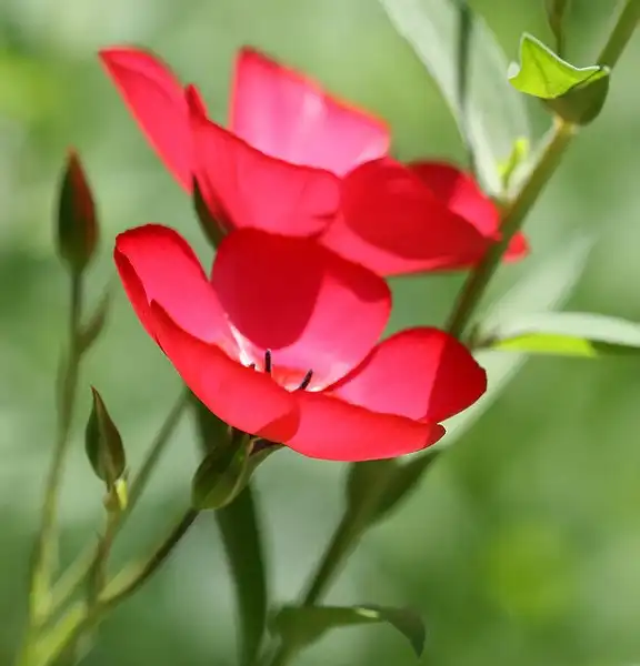 Photo of Linum grandiflorum - Linum grandiflorum:Philip Bouchard