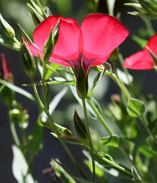 Photo of Linum grandiflorum - Linum grandiflorum:Philip Bouchard