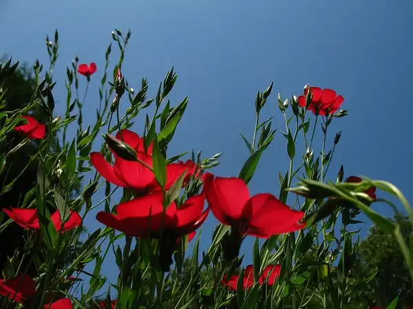 Photo of Linum grandiflorum - Linum grandiflorum:Philip Bouchard
