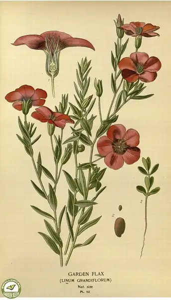 Photo of Linum grandiflorum - Linum grandiflorum:Swallowtail Garden Seeds