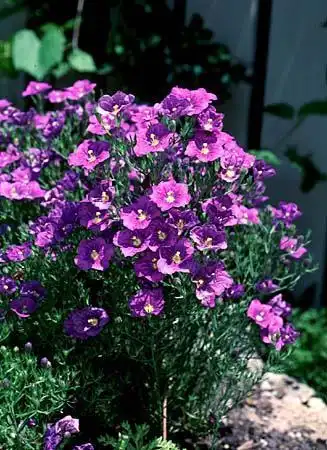 Photo of Linum perenne (Linum perennes)