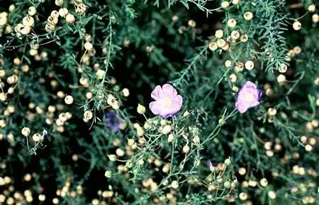 Photo of Linum usitatissimum (Linum usitatissimums)