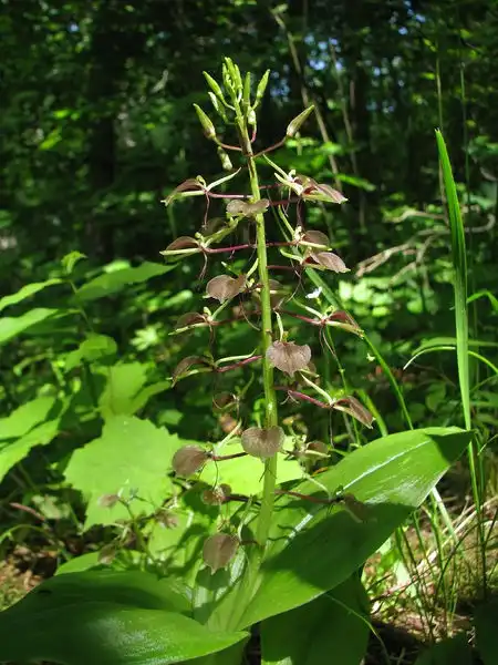 Photo of Liparis liliifolia (Liparis liliifolias)