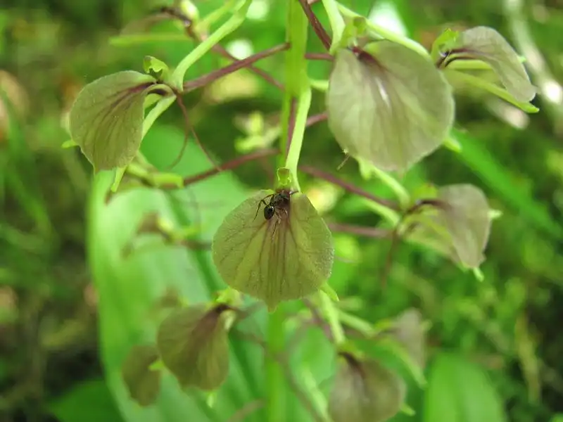 Photo of Liparis liliifolia (Liparis liliifolias)