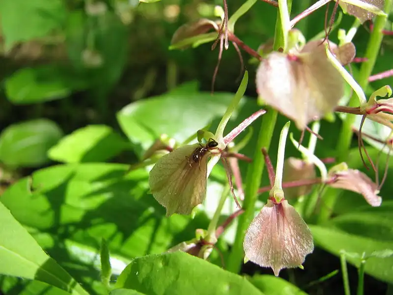 Photo of Liparis liliifolia - Close up:Richard Bonnett