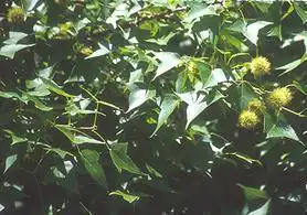 Foto de Liquidambar formosana (Liquidambar formosanas)