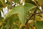 Foto de Liquidambar formosana (Liquidambar formosanas)