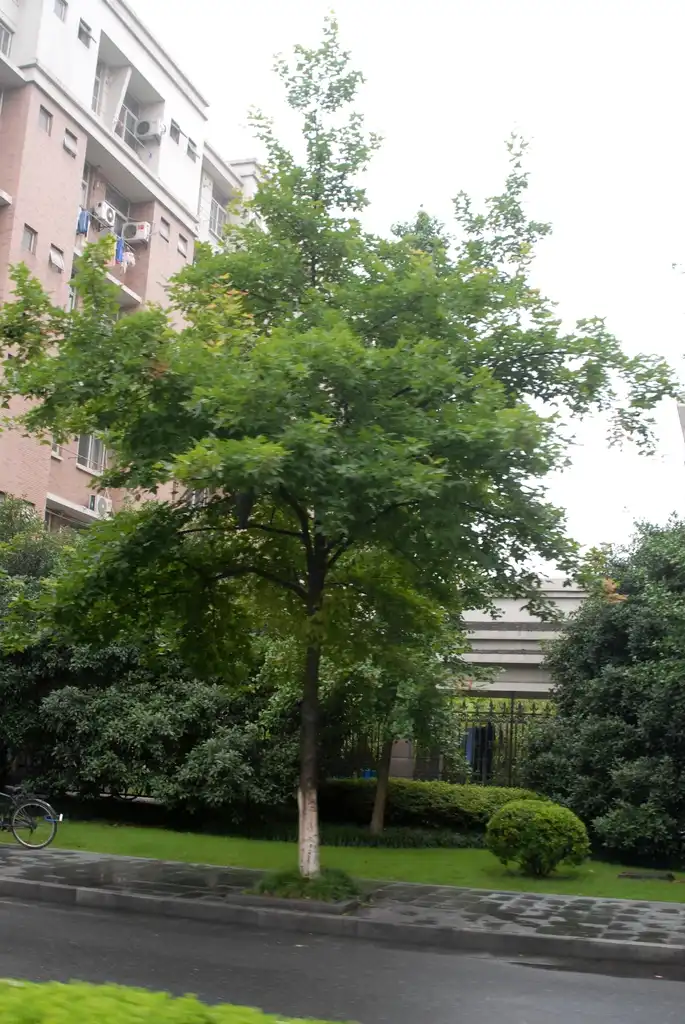 Foto de Liquidambar formosana - Form:Jim Robbins