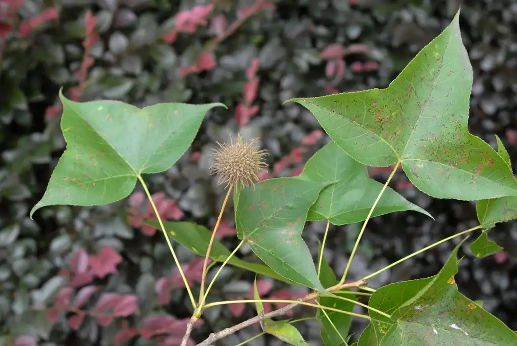 Foto de Liquidambar formosana - Leaves and Fruit:Jim Robbins