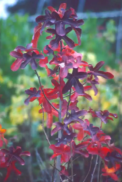 Фото Liquidambar styraciflua 'Rotundiloba' (Liquidambar styraciflua 'Rotundiloba's)