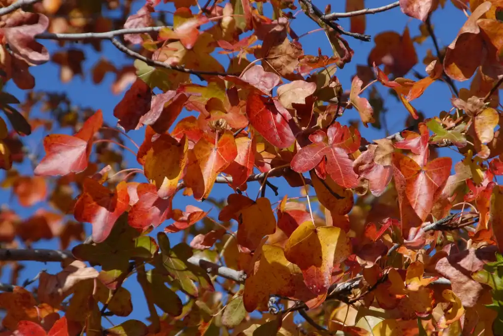 Фото Liquidambar styraciflua 'Rotundiloba' - Fall Color Leaf:Jim Robbins