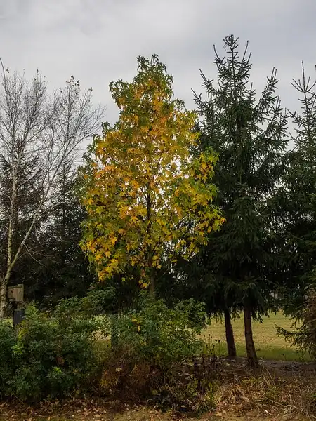 Фото Liquidambar styraciflua (Liquidambar styracifluas)
