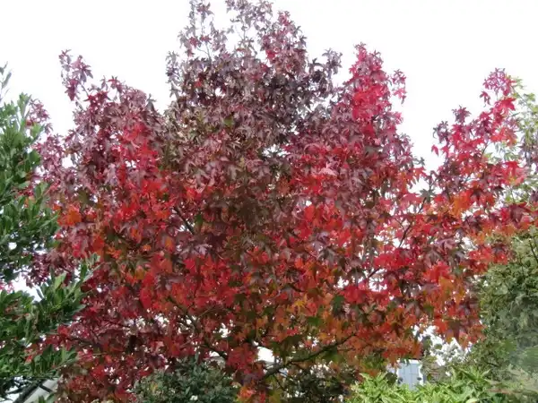 Фото Liquidambar styraciflua (Liquidambar styracifluas)