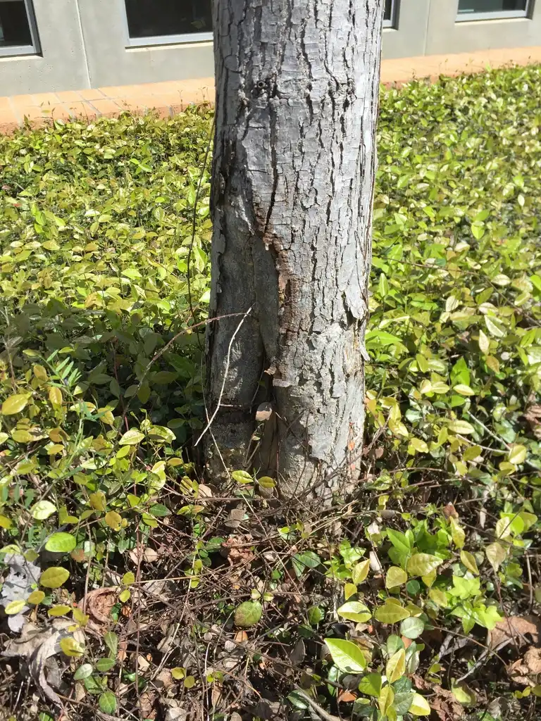 Фото Liquidambar styraciflua - 'Slender Silhouette' Bark:Jim Robbins