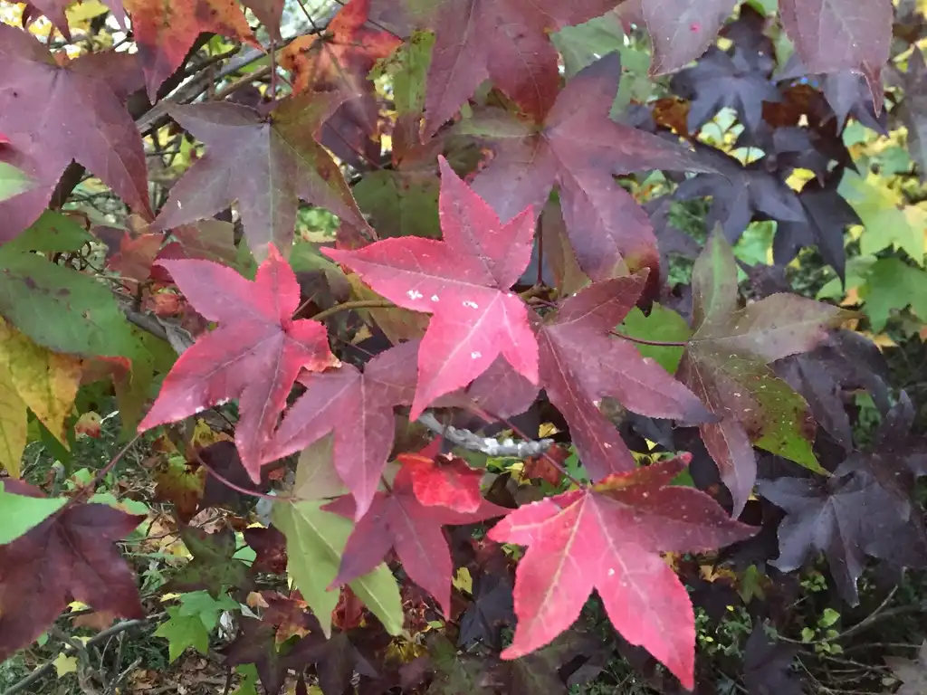 Фото Liquidambar styraciflua - Fall foliage:Jim Robbins
