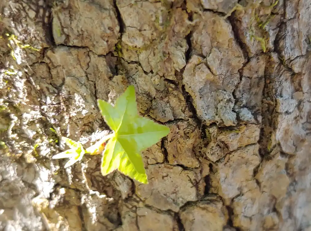 Фото Liquidambar styraciflua - leaf in spring Brunswick Nature Park:skdavidson