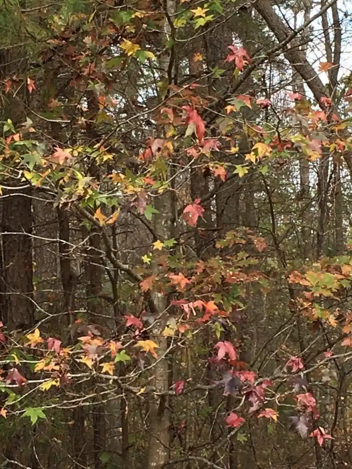 Фото Liquidambar styraciflua - Leaf color (Durham County, NC)-Late Fall:Andrea Laine