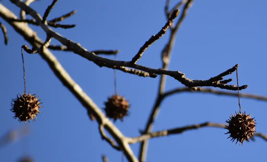 Фото Liquidambar styraciflua - Buds and stem (Warren County, NC):Cathy Dewitt