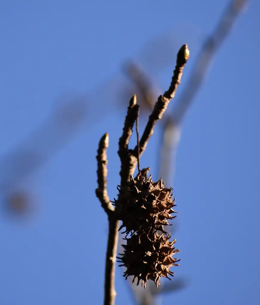 Фото Liquidambar styraciflua - Buds close-up (Warren County, NC):Cathy Dewitt