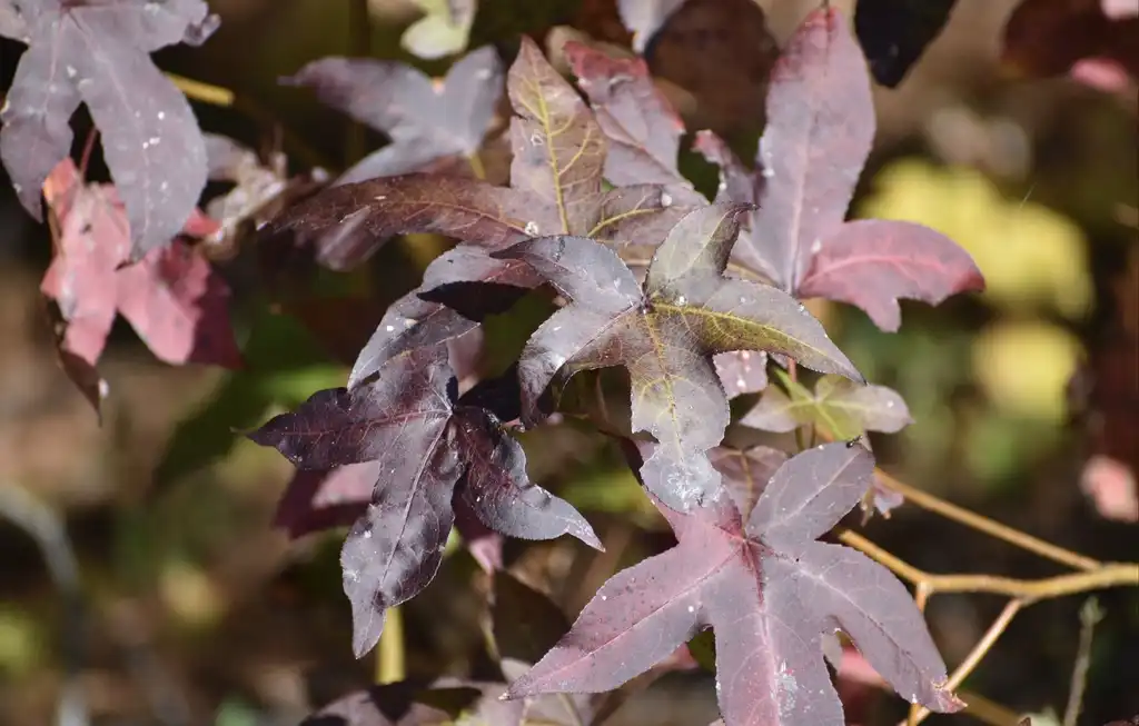 Фото Liquidambar styraciflua - Leaves (Warren County, NC)-Late Fall:Cathy Dewitt