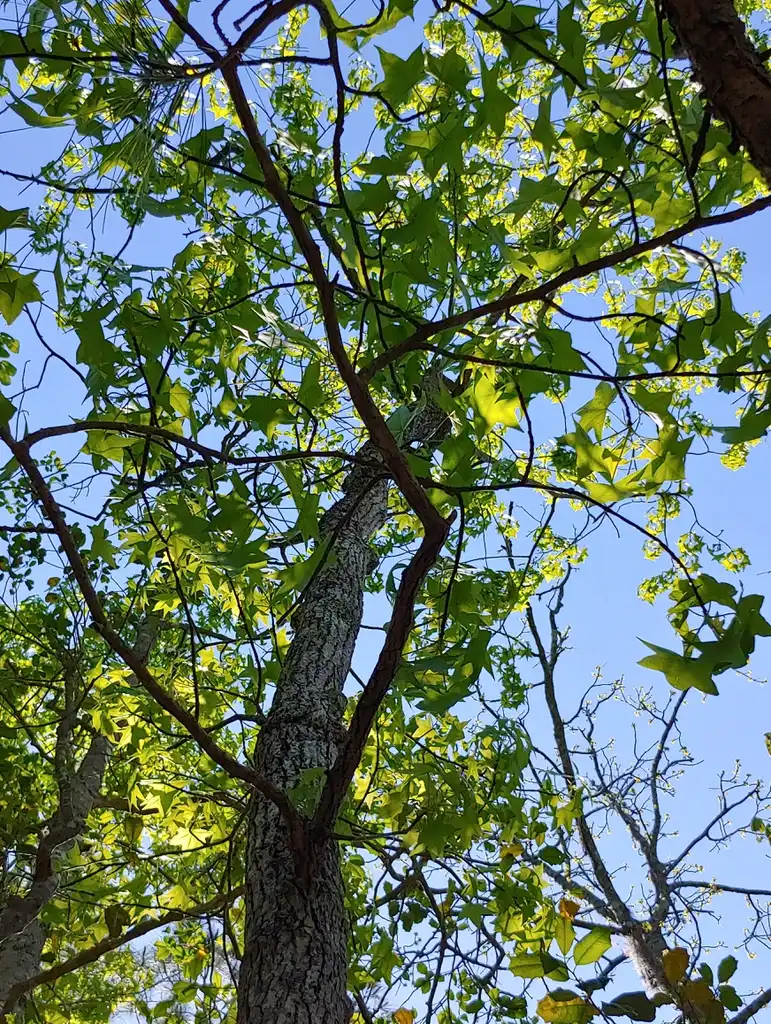 Фото Liquidambar styraciflua - form in spring Brunswick Nature Park:skdavidson