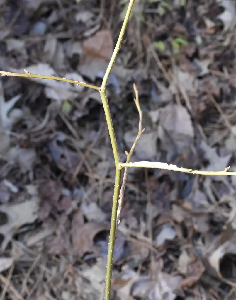 Фото Liquidambar styraciflua - Seedling (Warren County,NC):Cathy Dewitt