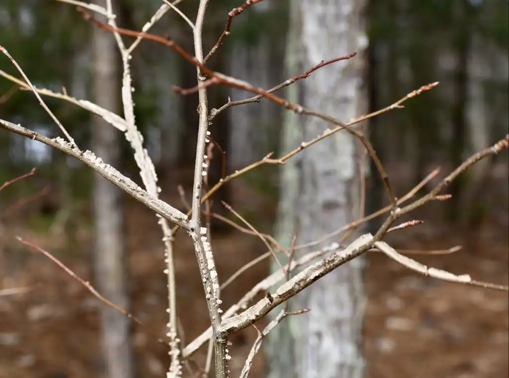 Фото Liquidambar styraciflua - Corky wings (Warren County, NC):Cathy Dewitt