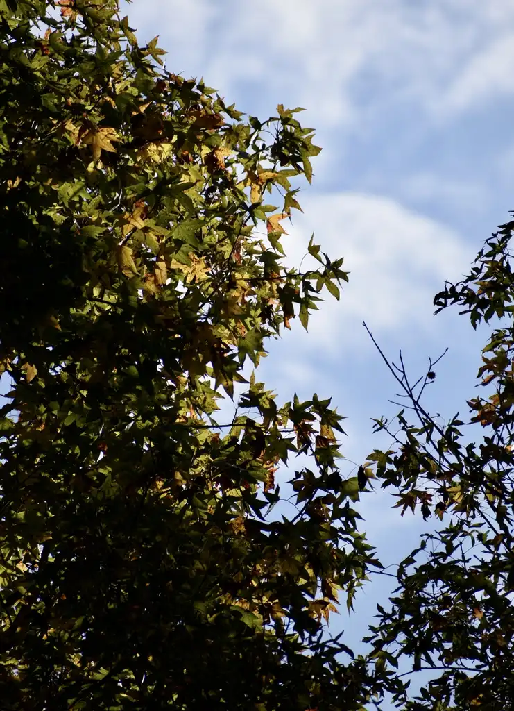 Фото Liquidambar styraciflua - Leaves (Wake County,NC)-Mid Fall:Cathy Dewitt