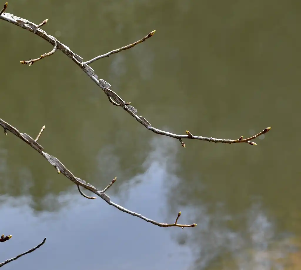 Фото Liquidambar styraciflua - Branch and buds (Warren County, NC)-Early Spring:Cathy Dewitt