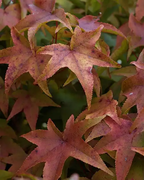 Фото Liquidambar styraciflua - Fall leaf detail:Maggie