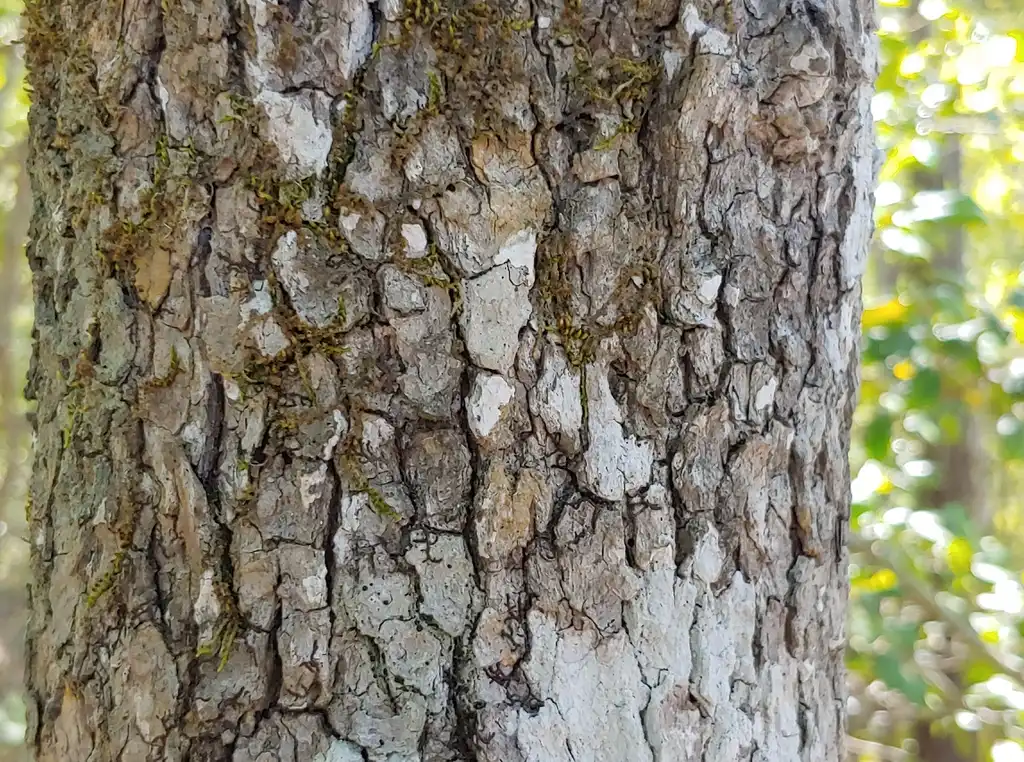 Фото Liquidambar styraciflua - bark in spring Brunswick Nature Park:skdavidson