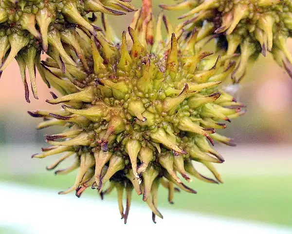 Фото Liquidambar styraciflua - Immature fruit a spiky "gum ball":Maggie