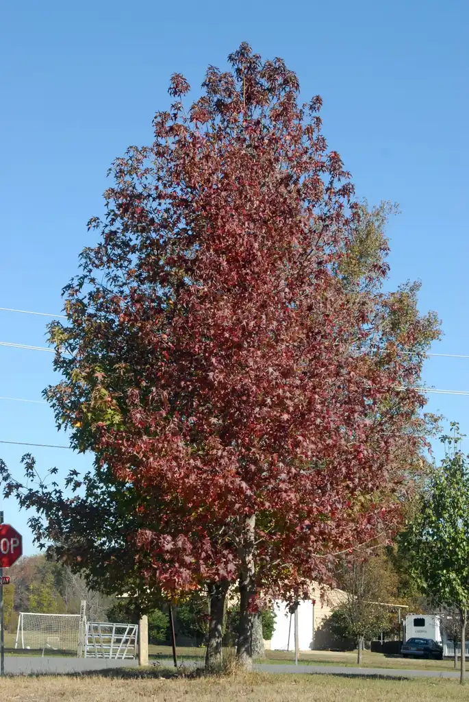 Фото Liquidambar styraciflua - Fall color form:Jim Robbins